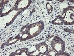 SPG7 Mouse anti-Human, Clone: OTI1D3, lyophilized, TrueMAB 100 &mu;g; Unconjugated:Antibodies,
