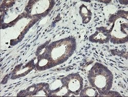 SPG7 Monoclonal Antibody (OTI1D3), TrueMAB , OriGene:Antibodies:Primary