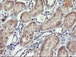 SPG7 Mouse anti-Human, Clone: OTI1D3, lyophilized, TrueMAB 100 &mu;g; Unconjugated:Antibodies,