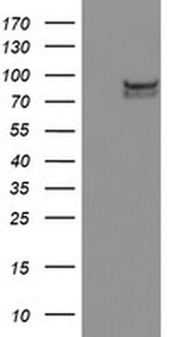 SPG7 Monoclonal Antibody (OTI1E5), TrueMAB , OriGene:Antibodies:Primary