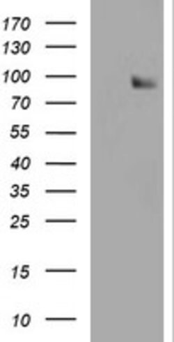 SPG7 Mouse anti-Human, Clone: OTI1D3, lyophilized, TrueMAB 100 &mu;g; Unconjugated:Antibodies,