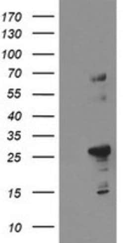 SPG7 Mouse anti-Human, Clone: OTI1D2, lyophilized, TrueMAB 100 &mu;g; Unconjugated:Antibodies,