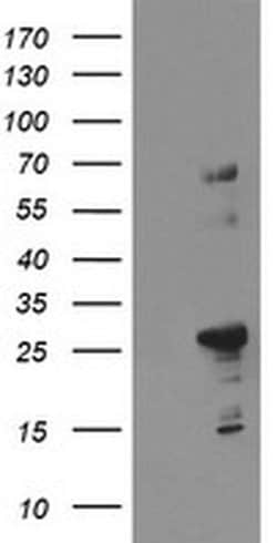SPG7 Monoclonal Antibody (OTI1D2), TrueMAB , OriGene:Antibodies:Primary