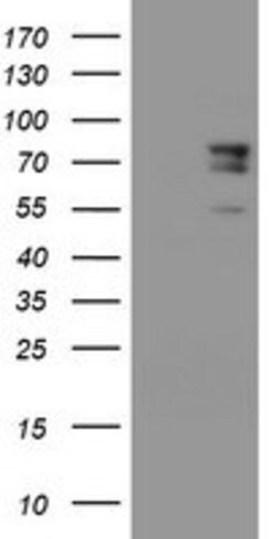 SPG7 Mouse anti-Human, Clone: OTI1H4, lyophilized, TrueMAB 100 &mu;g; Unconjugated:Antibodies,