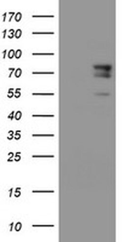 SPG7 Monoclonal Antibody (OTI1H4), TrueMAB , OriGene:Antibodies:Primary