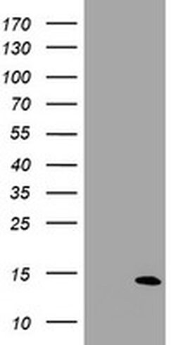 SPG7 Monoclonal Antibody (OTI9F12), TrueMAB , OriGene:Antibodies:Primary