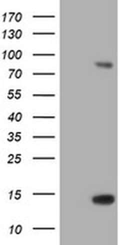SPG7 Monoclonal Antibody (OTI3E8), TrueMAB , OriGene 100 &mu;L; Unconjugated:Antibodies,
