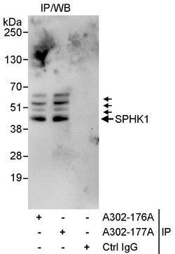 SPHK1 Rabbit anti-Human, Polyclonal, Bethyl Laboratories 100 &mu;L; Unconjugated:Antibodies,
