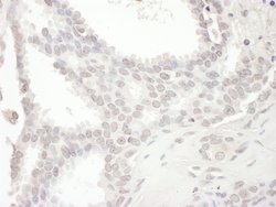 SPIN90 Rabbit anti-Human, Polyclonal, Bethyl Laboratories 100 &mu;L; Unconjugated:Antibodies,