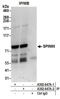 SPIN90 Rabbit anti-Human, Polyclonal, Bethyl Laboratories 100 &mu;L; Unconjugated:Antibodies,