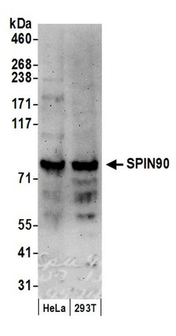 SPIN90 Rabbit anti-Human, Polyclonal, Bethyl Laboratories 100 &mu;L; Unconjugated:Antibodies,