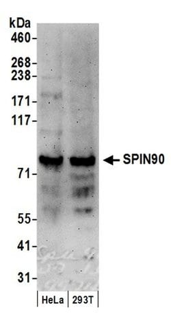 SPIN90 Polyclonal Antibody, Bethyl Laboratories:Antibodies:Primary Antibodies