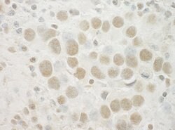 SPIN90 Polyclonal Antibody, Bethyl Laboratories 10 &mu;L; Unconjugated:Antibodies,