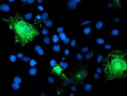 SPINT1 Mouse anti-Human, Clone: OTI4E3, lyophilized, TrueMAB 100 &mu;g;