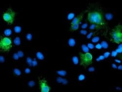 SPINT1 Monoclonal Antibody (OTI4E1), TrueMAB , OriGene 100 &mu;L; Unconjugated:Antibodies,