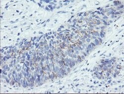SPINT1 Monoclonal Antibody (OTI4E1), TrueMAB , OriGene 100 &mu;L; Unconjugated:Antibodies,