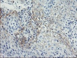 SPINT1 Monoclonal Antibody (OTI4E1), TrueMAB , OriGene 100 &mu;L; Unconjugated:Antibodies,