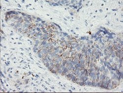 SPINT1 Mouse anti-Human, Clone: OTI1E2, lyophilized, TrueMAB 100 &mu;g;