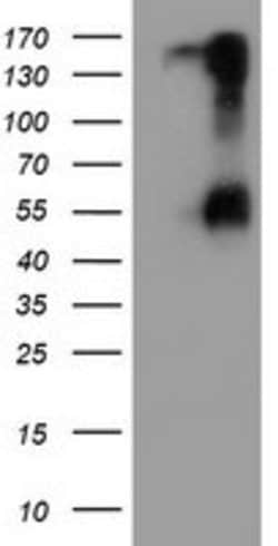 SPINT1 Mouse anti-Canine, Human, Mouse, Rat, Clone: OTI4H2, lyophilized,