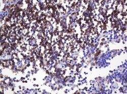 SPN Monoclonal Antibody (OTI6A4), TrueMAB , OriGene:Antibodies:Primary