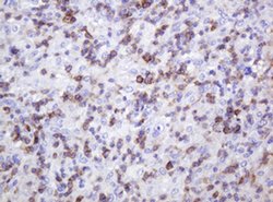 SPN Monoclonal Antibody (OTI6A4), TrueMAB , OriGene:Antibodies:Primary