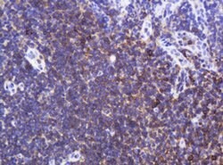 SPN Monoclonal Antibody (OTI6A4), TrueMAB , OriGene 100 &mu;L; Unconjugated:Antibodies,