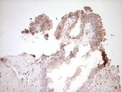 SPP1 Monoclonal Antibody (OTI5E4), TrueMAB , OriGene 100 &mu;L; Unconjugated:Antibodies,