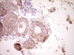 SPP1 Monoclonal Antibody (OTI5E4), TrueMAB , OriGene 100 &mu;L; Unconjugated:Antibodies,
