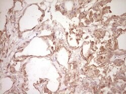 SPP1 Monoclonal Antibody (OTI5E4), TrueMAB , OriGene 100 &mu;L; Unconjugated:Antibodies,