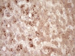 SPP1 Monoclonal Antibody (OTI5E4), TrueMAB , OriGene 100 &mu;L; Unconjugated:Antibodies,