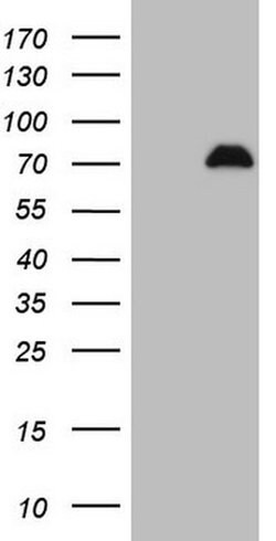 SPP1 Mouse anti-Human, Clone: OTI2F2, TrueMAB , Origene 30 &mu;L; Unconjugated:Antibodies,