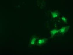 SPR Monoclonal Antibody (OTI3A9), TrueMAB , OriGene 30 &mu;L; Unconjugated:Antibodies,