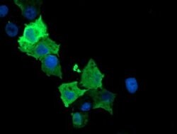 SPR Monoclonal Antibody (OTI2C6), TrueMAB , OriGene 30 &mu;L; Unconjugated:Antibodies,