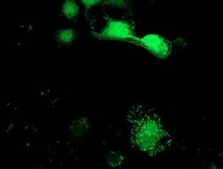 SPR Mouse anti-Human, Rat, Clone: OTI4F5, liquid, TrueMAB 100 &mu;L; Unconjugated:Antibodies,