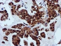 SPR Monoclonal Antibody (OTI2C6), TrueMAB , OriGene 30 &mu;L; Unconjugated:Antibodies,