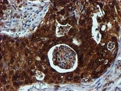 SPR Monoclonal Antibody (OTI2C6), TrueMAB , OriGene 30 &mu;L; Unconjugated:Antibodies,