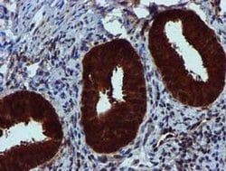 SPR Monoclonal Antibody (OTI2C6), TrueMAB , OriGene 30 &mu;L; Unconjugated:Antibodies,