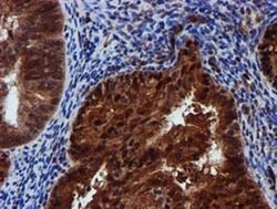 SPR Monoclonal Antibody (OTI2C6), TrueMAB , OriGene 30 &mu;L; Unconjugated:Antibodies,