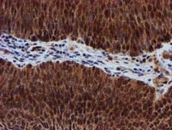 SPR Monoclonal Antibody (OTI2C6), TrueMAB , OriGene 30 &mu;L; Unconjugated:Antibodies,