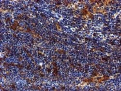SPR Monoclonal Antibody (OTI2C6), TrueMAB , OriGene 30 &mu;L; Unconjugated:Antibodies,