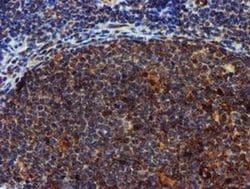 SPR Monoclonal Antibody (OTI2C6), TrueMAB , OriGene 30 &mu;L; Unconjugated:Antibodies,