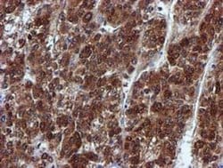 SPR Monoclonal Antibody (OTI2C6), TrueMAB , OriGene:Antibodies:Primary