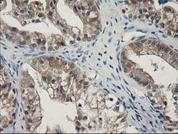SPR Mouse anti-Human, Rat, Clone: OTI4F5, liquid, TrueMAB 100 &mu;L; Unconjugated:Antibodies,