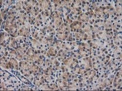 SPR Mouse anti-Human, Rat, Clone: OTI4F5, liquid, TrueMAB 100 &mu;L; Unconjugated:Antibodies,