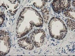 SPR Mouse anti-Human, Rat, Clone: OTI4F5, liquid, TrueMAB 100 &mu;L; Unconjugated:Antibodies,