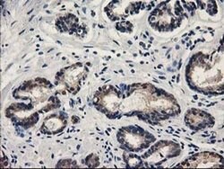 SPR Mouse anti-Human, Rat, Clone: OTI4F5, liquid, TrueMAB 100 &mu;L; Unconjugated:Antibodies,