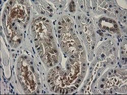 SPR Mouse anti-Human, Rat, Clone: OTI4F5, liquid, TrueMAB 100 &mu;L; Unconjugated:Antibodies,