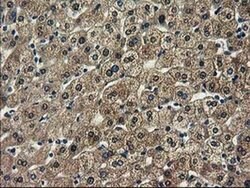 SPR Mouse anti-Human, Rat, Clone: OTI4F5, liquid, TrueMAB 100 &mu;L; Unconjugated:Antibodies,