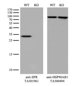 SPR Monoclonal Antibody (OTI3A9), TrueMAB , OriGene 30 &mu;L; Unconjugated:Antibodies,