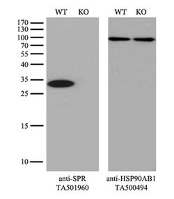 SPR Mouse anti-Human, Clone: OTI3D6, liquid, TrueMAB 100 &mu;L; Unconjugated:Antibodies,